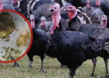 Shqiptari blen një gjel deti për festat e fundvitit, nuk do e besoni çfarë gjen në stomakun e tij