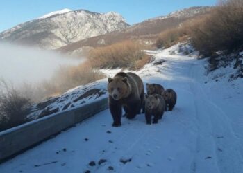 E rrallë nga Kukësi Arusha dhe tre këlyshët bllokojnë rrugën