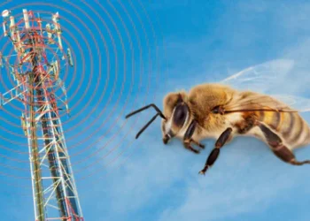 Zbulim shqetësues: Bletët dyshohet se braktisin kosheret kur ekspozohen ndaj antenave 5G