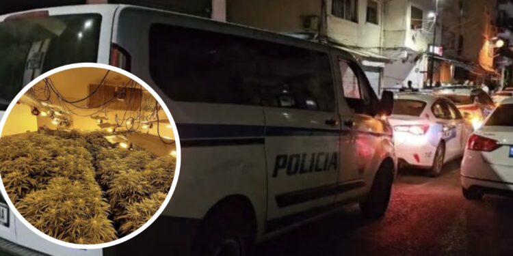 Shtëpi bari në “Sarandë”, sekuestrohen 250 rrënjë kanabis