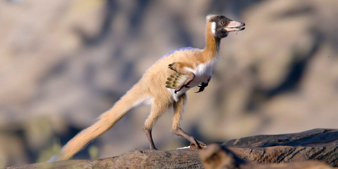 It weighed as much as a chicken, but this tiny dinosaur is rewriting evolutionary history