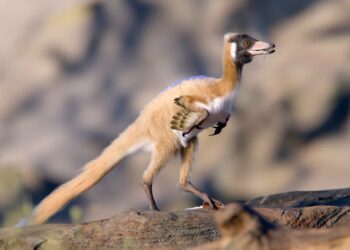 It weighed as much as a chicken, but this tiny dinosaur is rewriting evolutionary history