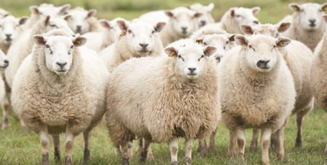 Shitet delja më e shtrenjtë në botë, nuk do e besoni çmimin